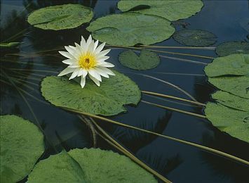 吃瓜爆料黑料不打烊：幻域探秘：升级攻略大揭秘，畅游江湖成宗师之旅-1