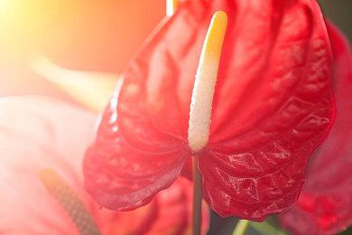 天天操天天舔：焦虑职场，操舔人生：揭秘当代年轻世代压力解密之路