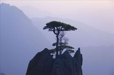 柚子猫八重神子：神猫守护，樱落传奇：探索游戏新篇章的神秘魅力-1