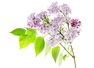 91看片入口：91看片入口：海量影视资源，高清画质盛宴，解锁观影新体验-4