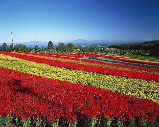 桥本香菜为什么戴口罩：揭秘日本女神桥本香菜口罩时尚谜团：隐私保护与多变魅力的秘诀