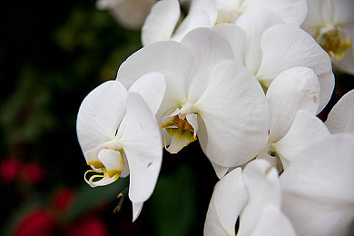色五月久久婷婷综合片丁香花：梦幻丁香：穿越视觉盛宴，共赴情感之旅-2