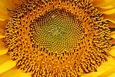 蜜芽网站域名：打造易记品牌，蜜芽域名助你提升网站流量与信任度-4