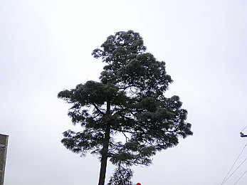英语老师课的免子好软好舒服：温馨课堂：软萌兔子助力英语学习，寓教于乐新风尚席卷校园