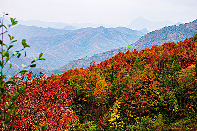 山岸逢花：穿越四季花海，沉浸自然奇幻之旅-3