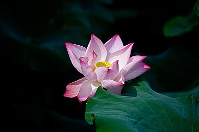 waswaskinolar.：揭秘游戏神秘代码，“waswaskinolar.”助你一跃成为游戏王者-3