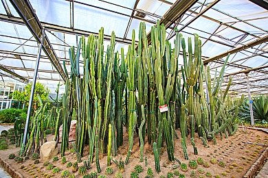 香蕉视频APP：版权挑战下的视频创作之路如何突破-2