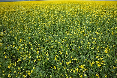 婷婷六月丁香花：香韵流转，丁香映月：探寻六月花语之美
