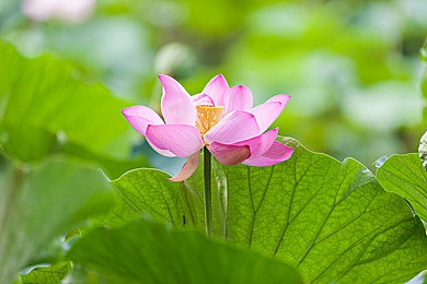 夜里十大直播：夜幕降临，揭秘网络直播十大热门，精彩纷呈尽在其中！-3