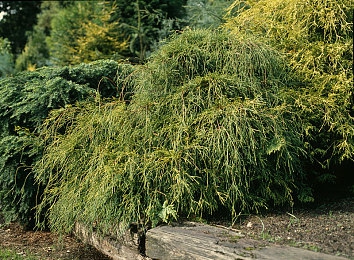 大菠萝网站入口：游戏乐园奇幻探险，尽在缤纷世界之门-2