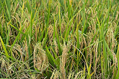 蜜桃入口：夏日蜜桃诱惑：农业创新助力甜蜜产业升级-2