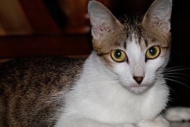 性猛色XXXXX富婆：揭秘“人间仙境”奢华背后的财富与幸福迷思，富婆生活引发社会热议-5