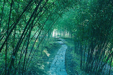 免费下载黄色：网络监管挑战：揭秘“免费色情”传播背后的隐患与对策-3