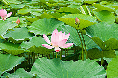 黑土翻白眼流口水的背景故事：揭开神秘面纱：探寻黑土翻白眼流口水的科学奥秘与民间传说-4