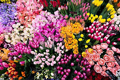 日本动漫の全彩acg同人志：动漫同人火花，文化碰撞新篇章-5