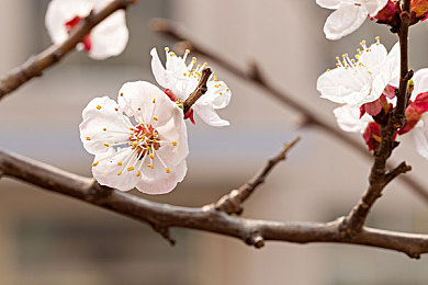 1.《奶牛娘牧场》下载：农场恋爱养成新体验：揭秘《奶牛娘牧场》下载魅力-2