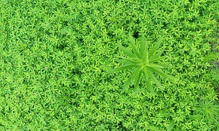 毛茸茸体内泄精汇编四：神秘现象探索之旅：揭秘惊悚生物秘密-2